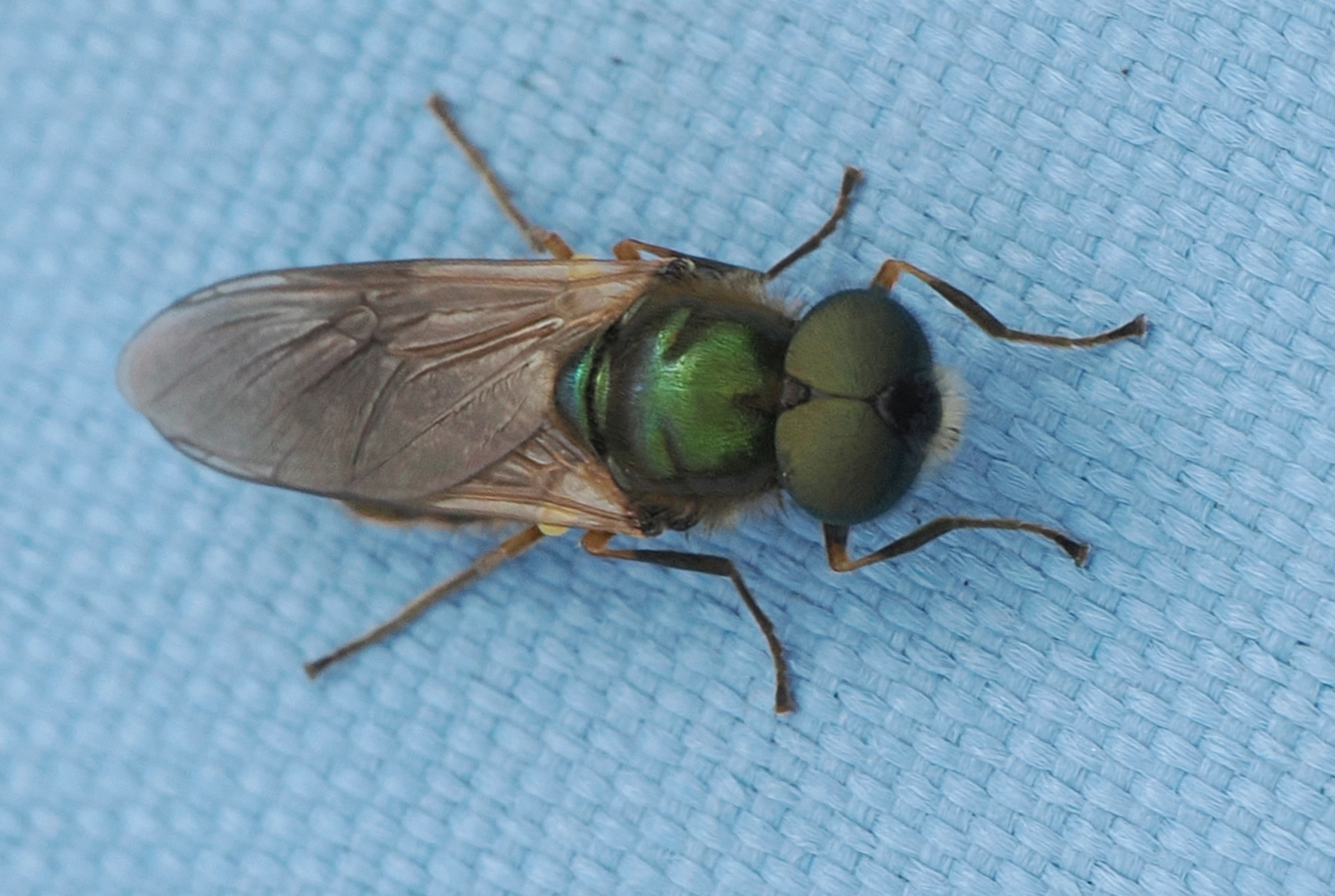 Chloromyia formosa